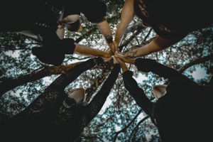 Looking up at towering tree branches against a bright sky creating a dramatic circular pattern.