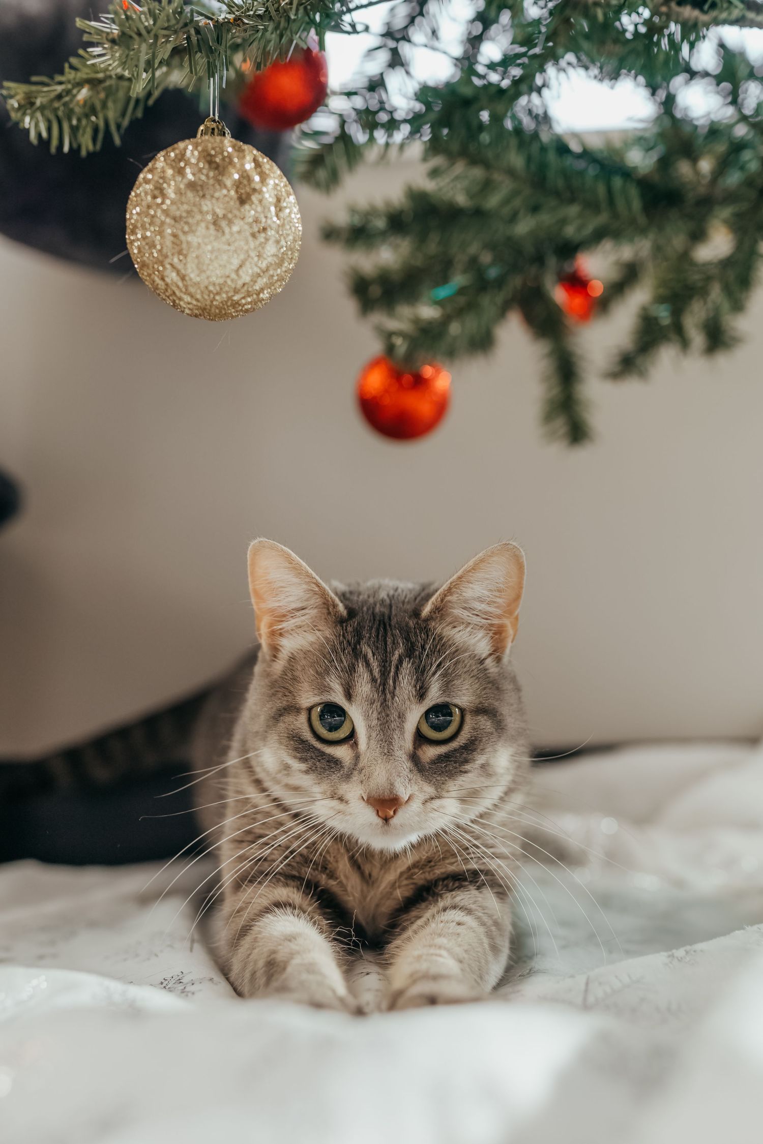 Grey and white cat sits beneath a Christmas tree decorated with red and gold ornaments.