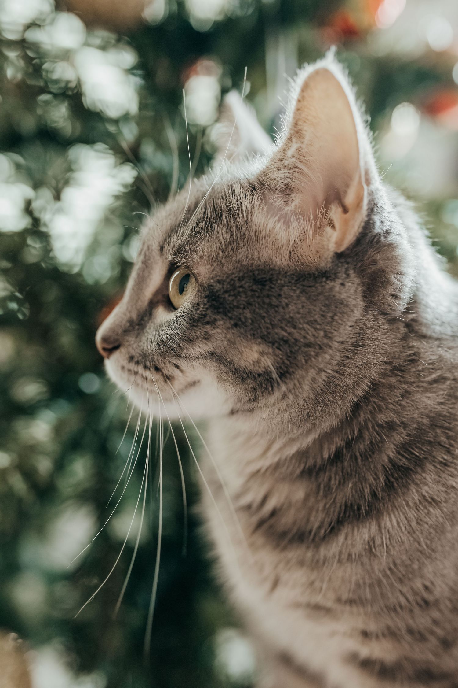 Close-up profile of grey cat with bokeh background effect.