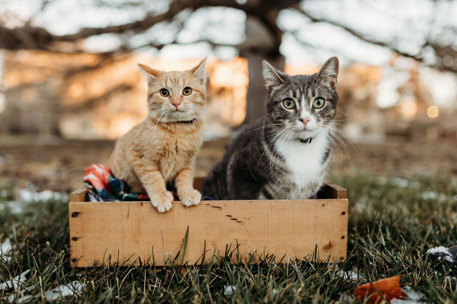 Two cats, one orange and one grey, sitting together in wooden box outdoors.