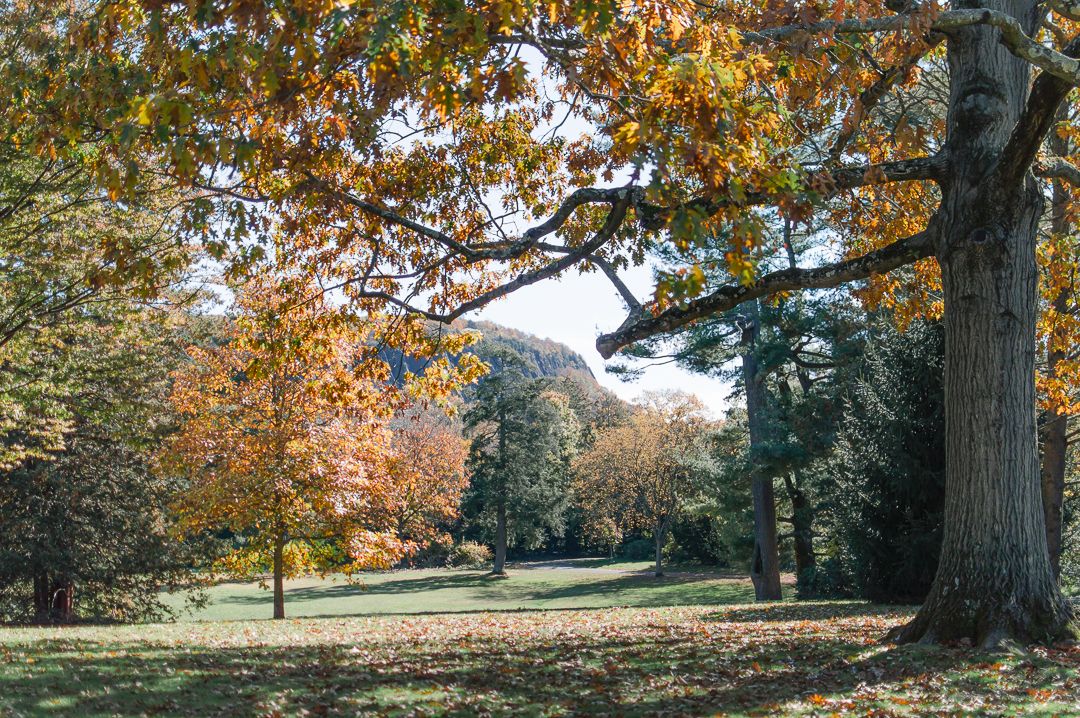 Autumn park scene with orange and yellow foliage, green lawn, and large trees under blue sky.