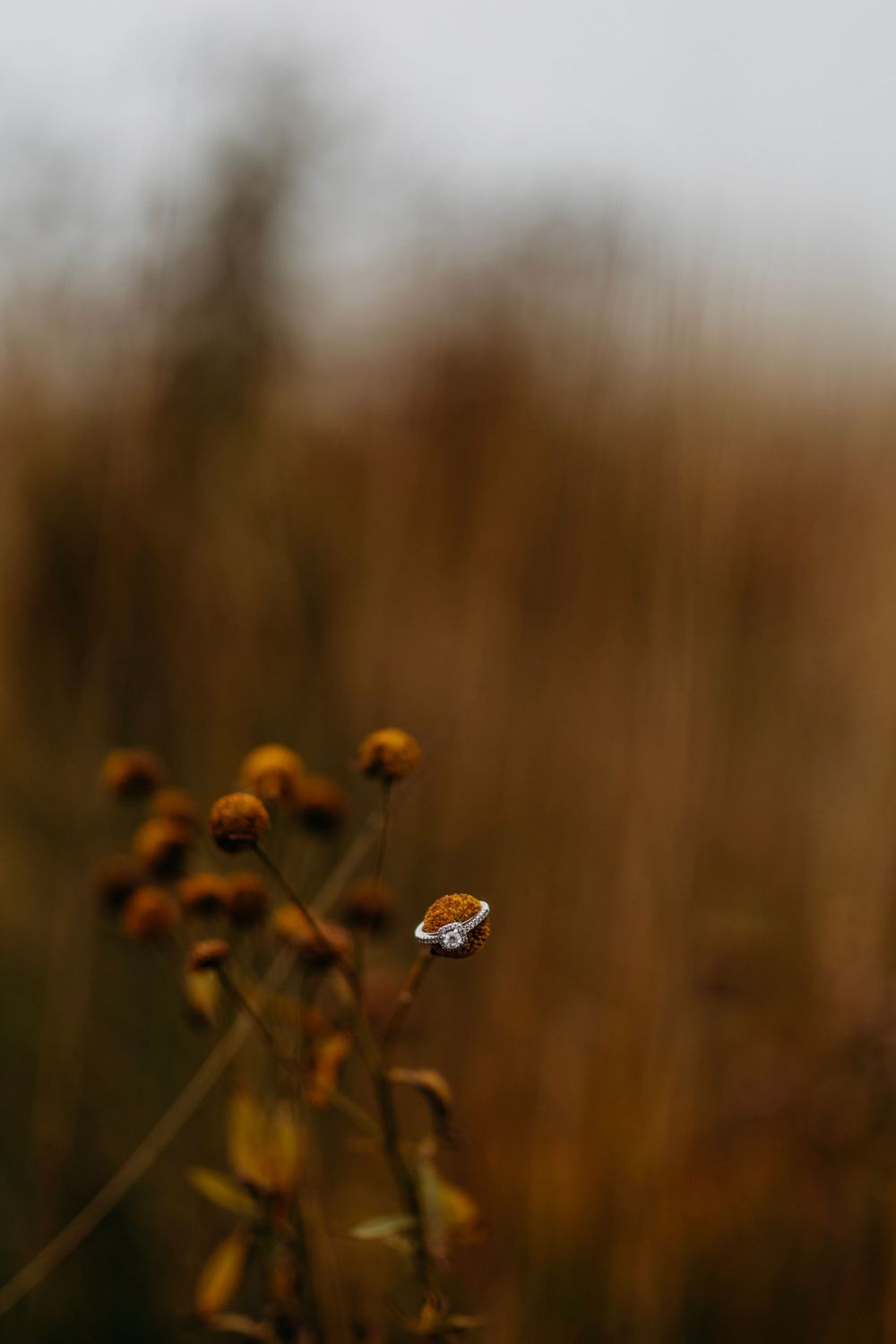 Diamond engagement ring resting delicately on dried wildflower buds in a golden autumn field.
