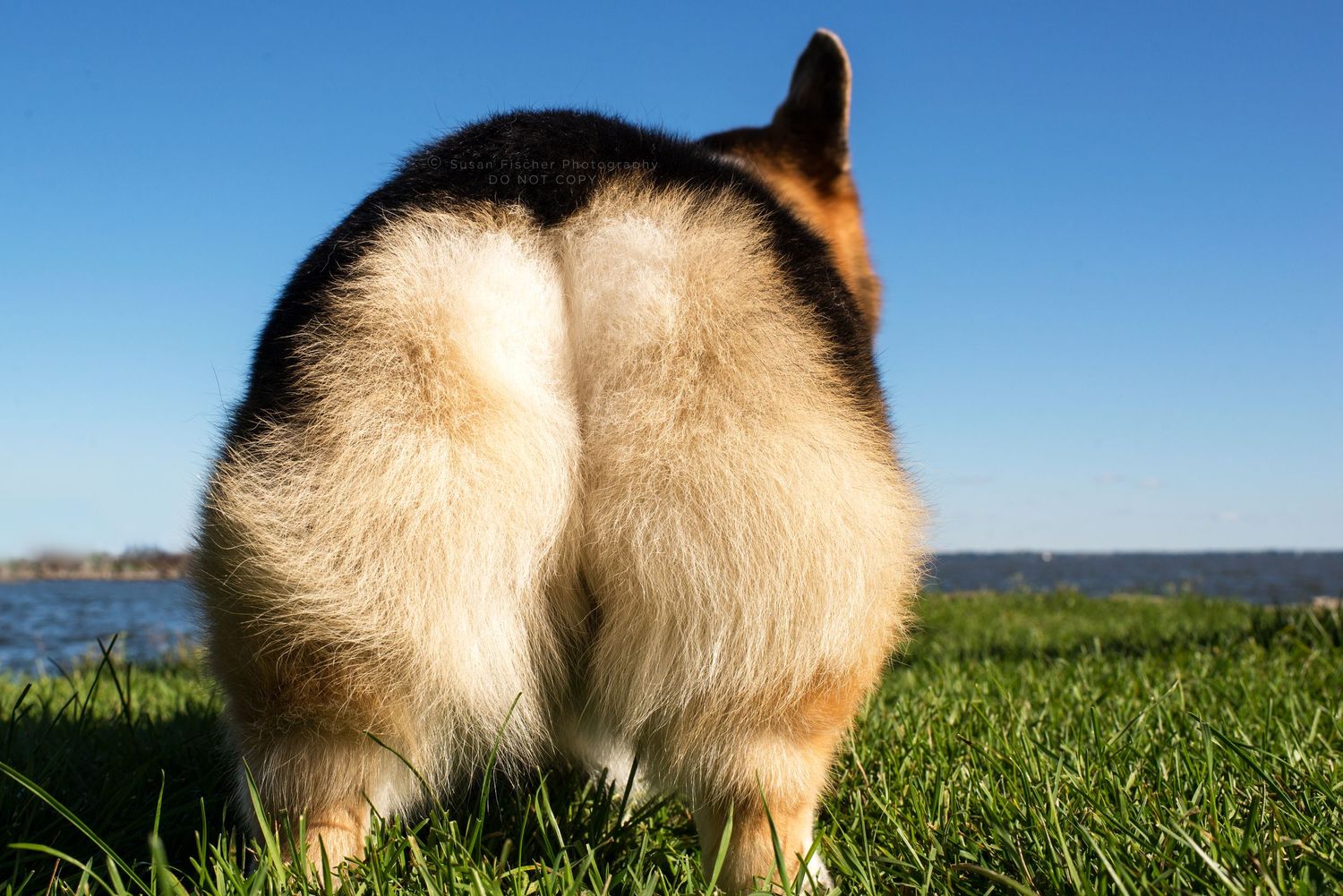 A corgi butt
