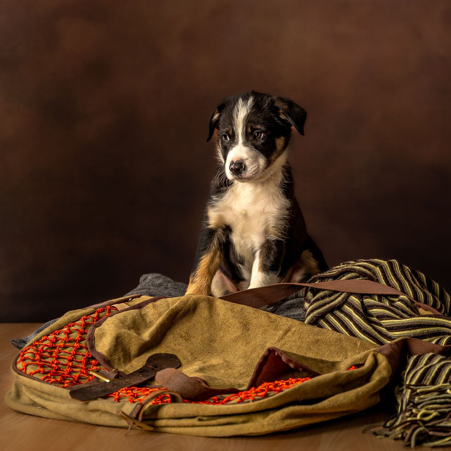 Jason Stuart Photography , West Yorkshire Wedding Photographer-pet photography