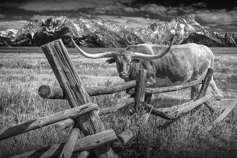 Longhorn