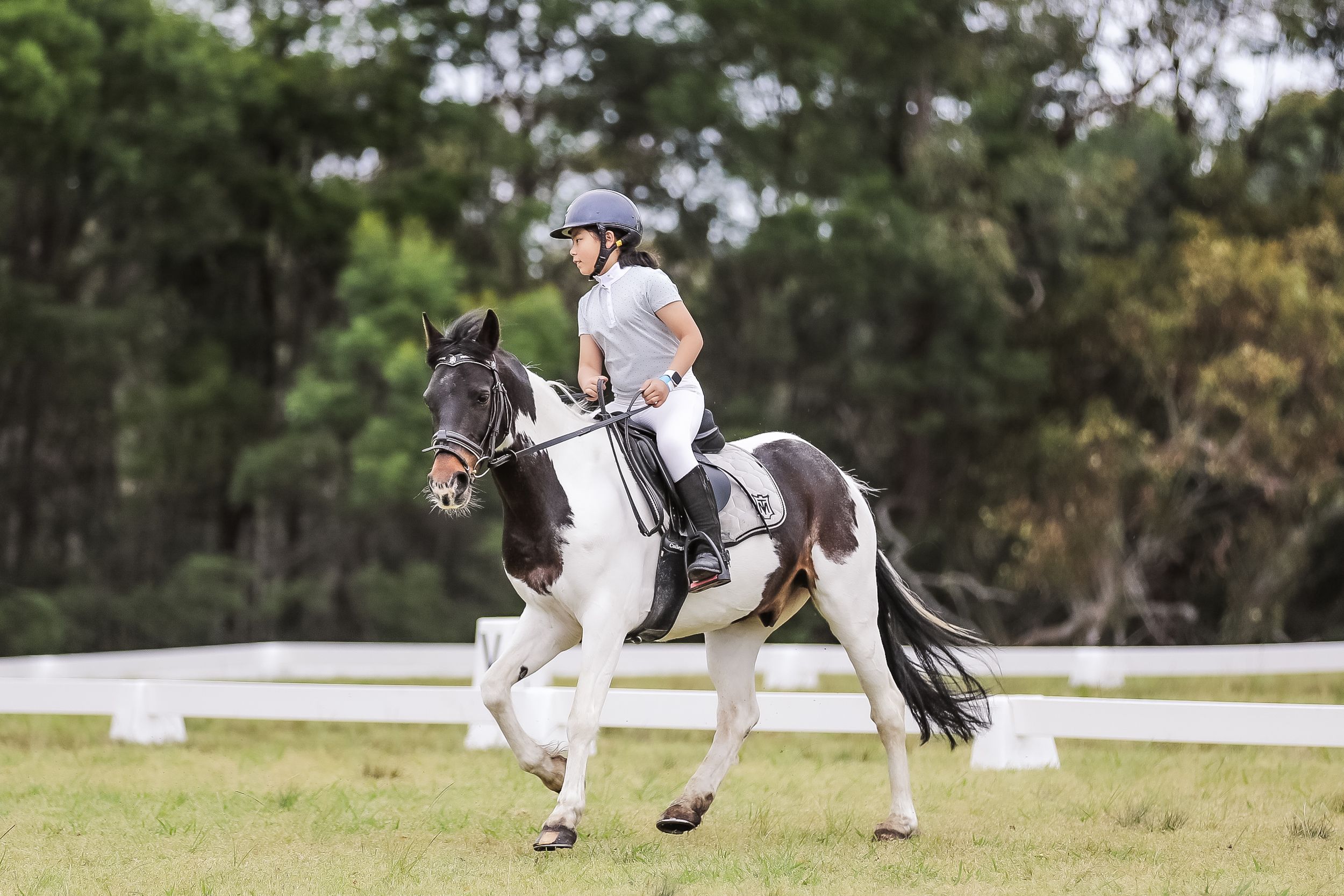 Equestrian photography.