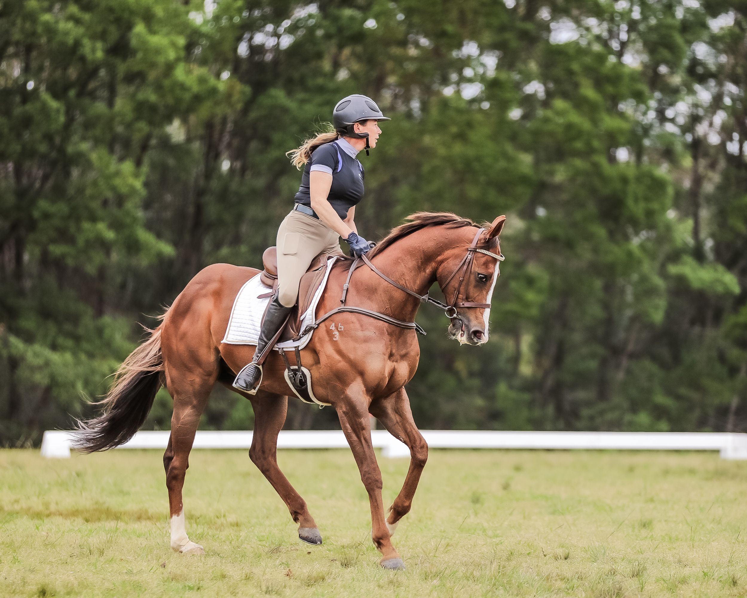 Equestrian photography.