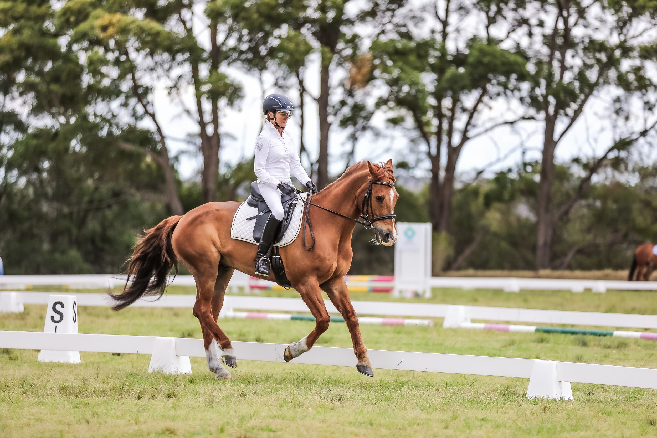 Equestrian photography.