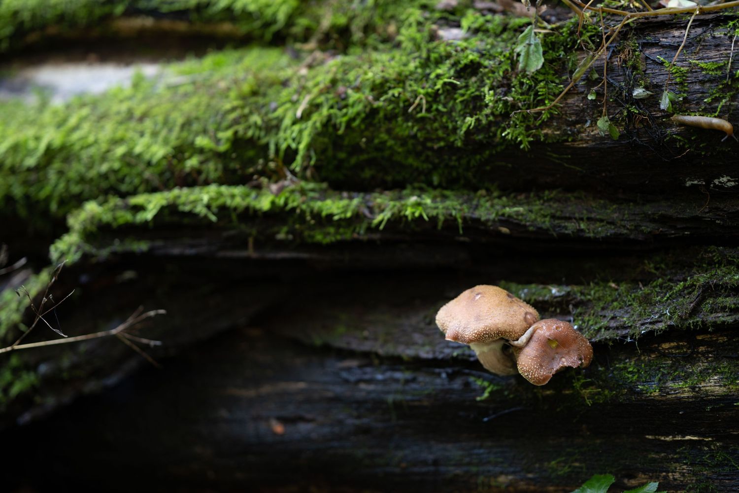Two small wild mushrooms growing between mossy green logs on a forest floor.