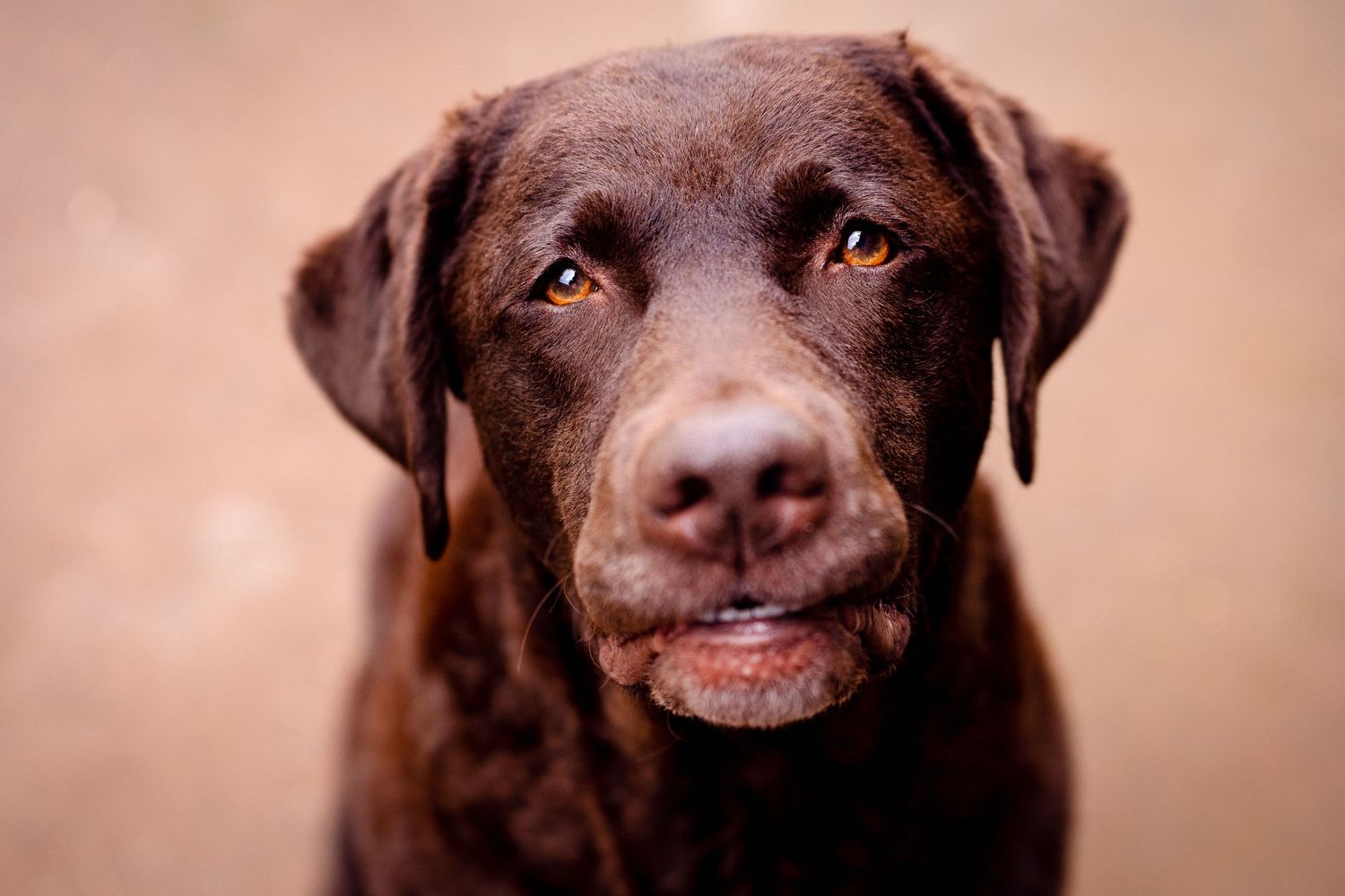 canine photoshoot with a couple in Balgowlah Sydney