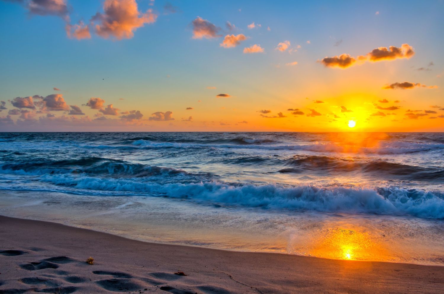 Morning Glory