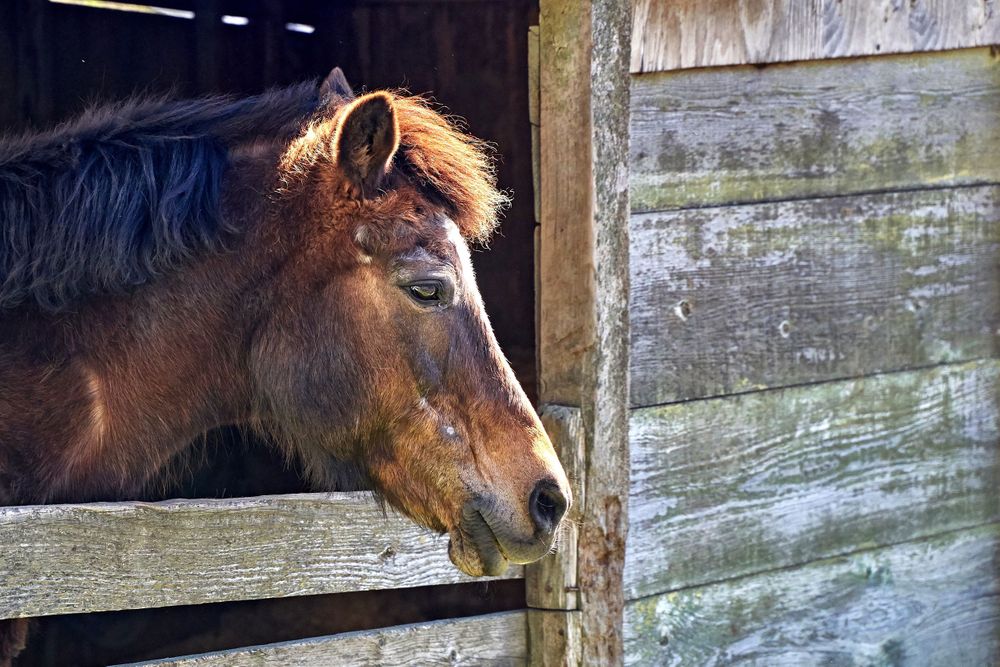 Webb Ranch horse looking out from a barn