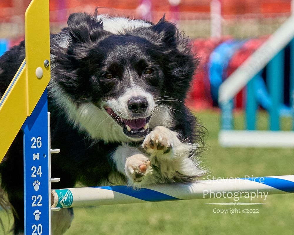 Dog jumping at an agility trial