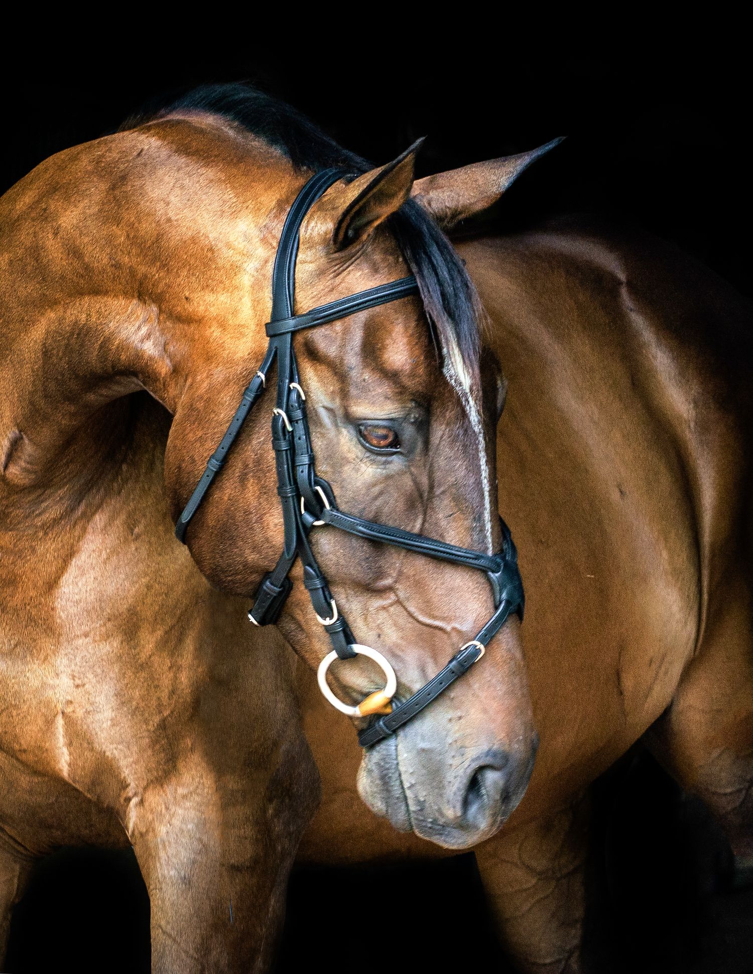 Bay thoroughbred black background portrait