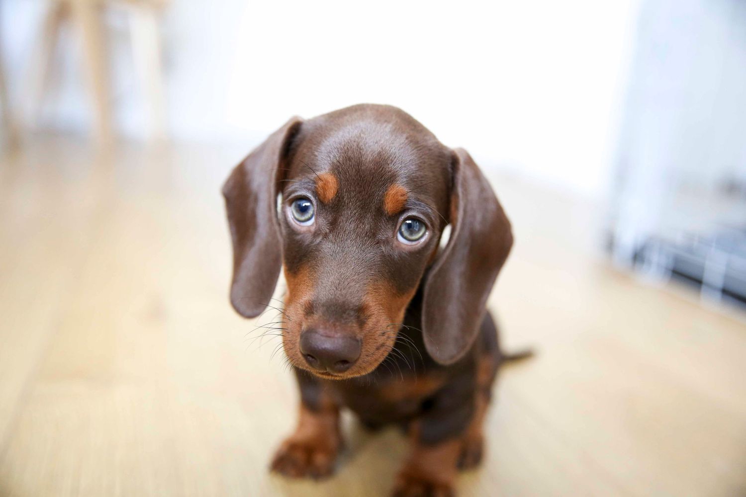 Pet photography dogs puppies cats kittens london uk oxford photographer portraits natural christmas card location home