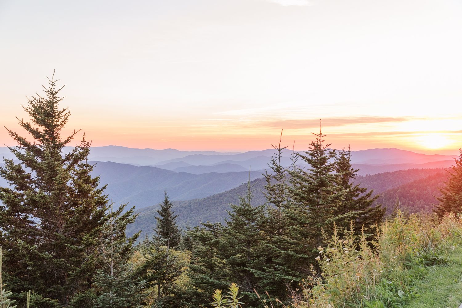 Sunset with mountains and evergreens and wilflowers