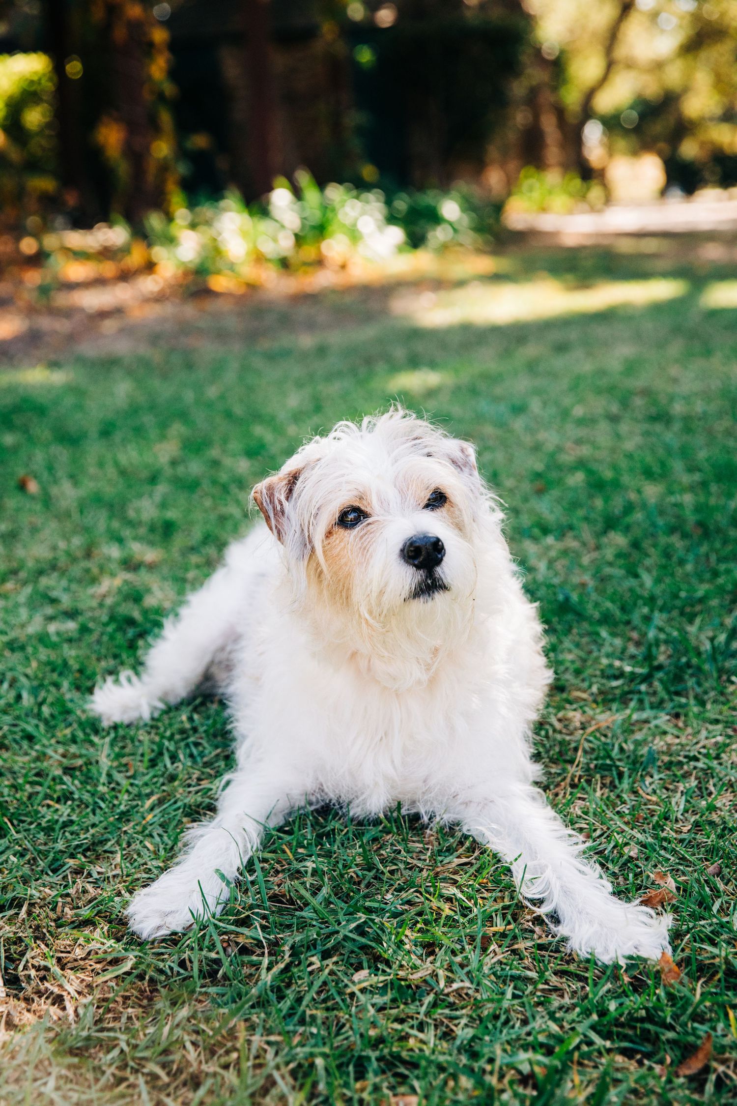 White fluffy dog lounging on grass with autumn leaves scattered around.
