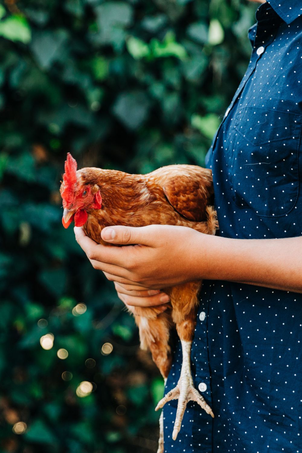 Hands in a polka dot shirt holding a brown chicken against a green background.