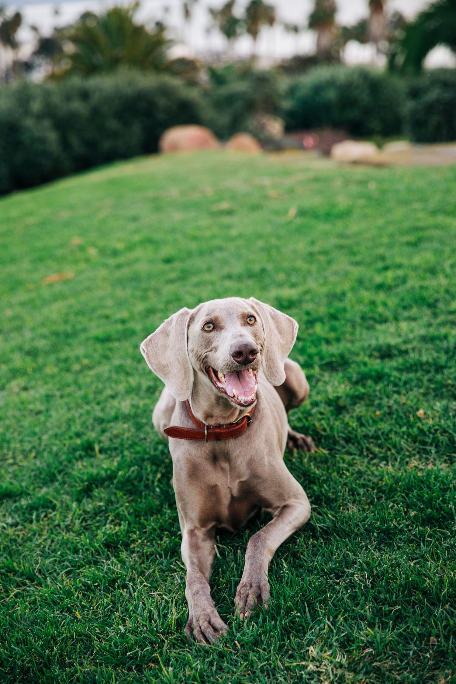 A happy Weimaraner dog with a red collar running and playing on green grass.