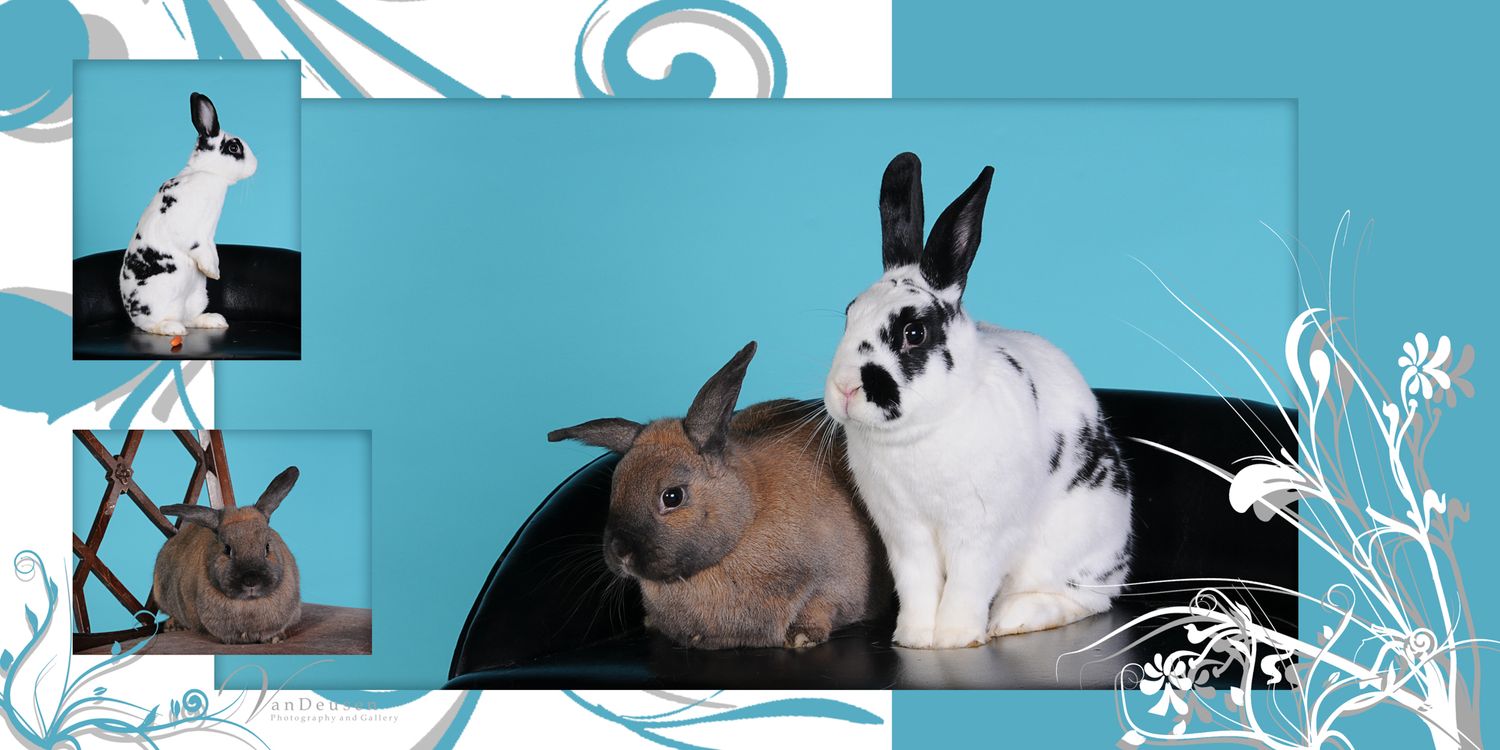 Three rabbits in varying colors displayed against a blue background with decorative swirl elements.