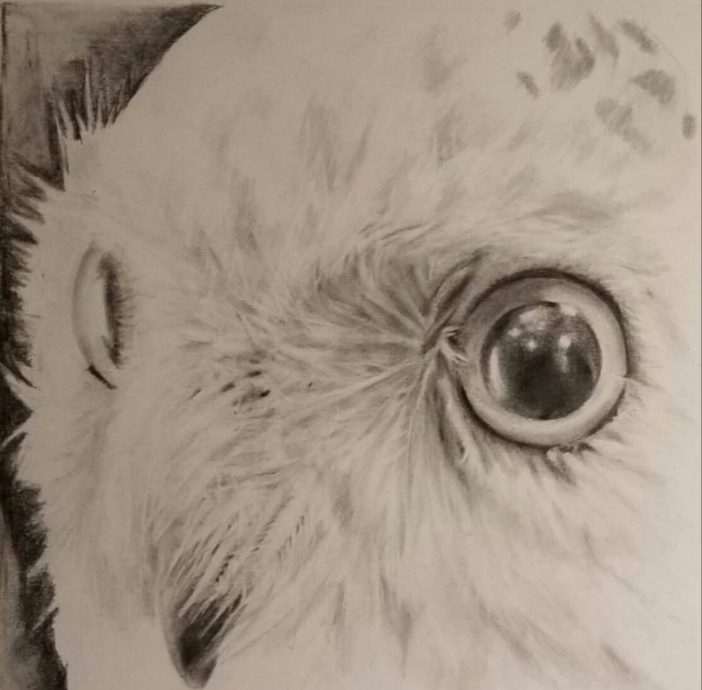 "Owl" - Graphite 9x12