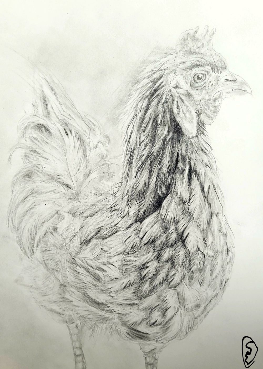 "Chicken" -Graphite 9x12