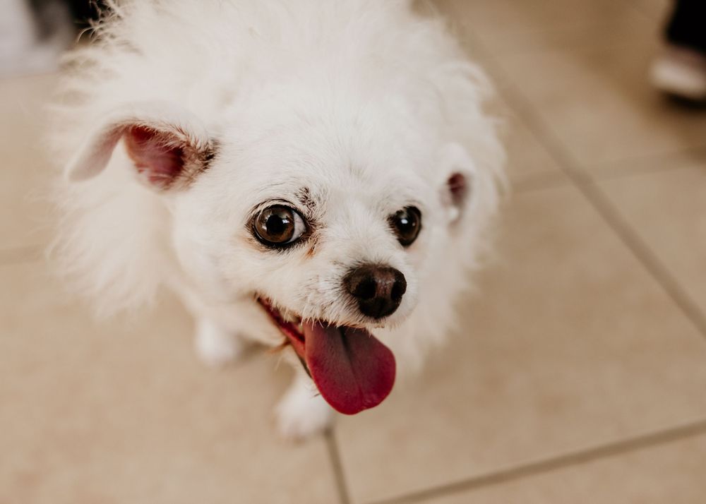 Close-up portrait of a smiling white Pomeranian dog with fluffy fur and pink tongue.