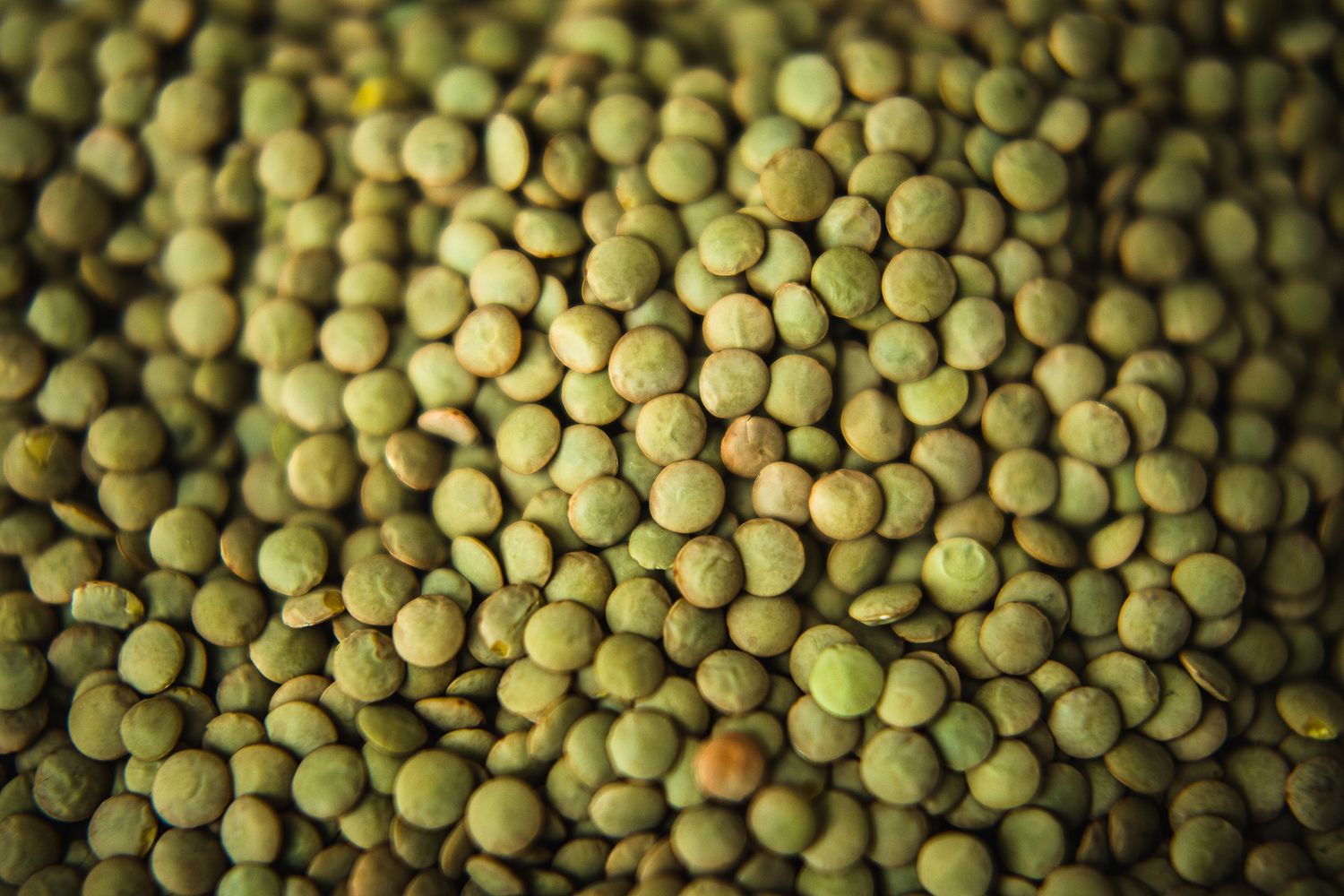 Fresh green lentils in a macro shot showing their uniform round shapes.