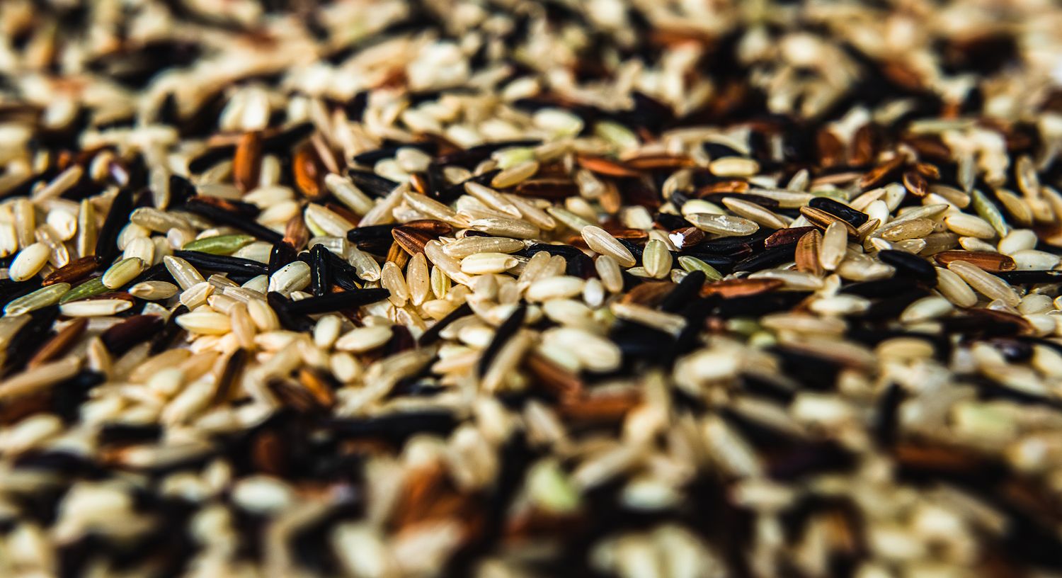 Close-up macro shot of mixed bird seeds showing colorful grains and textures in shallow depth of field.