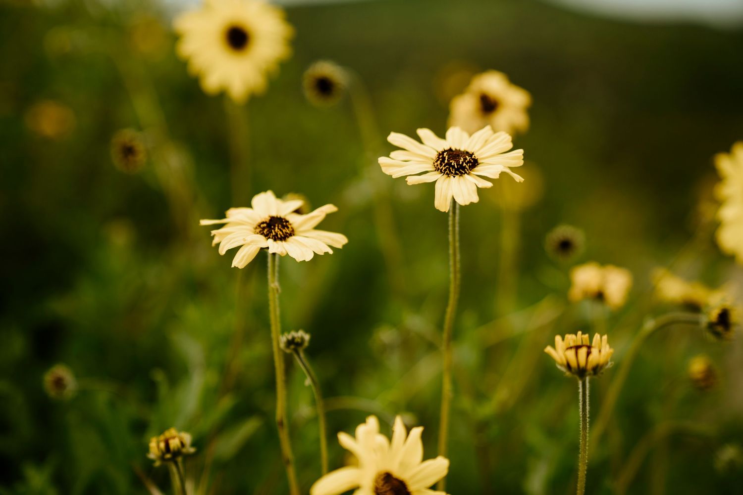 Spring Flowers at Mission Trails in San Diego, California