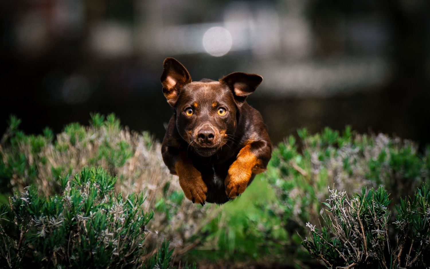 Brown and tan dog leaping joyfully through green grass with focused expression.