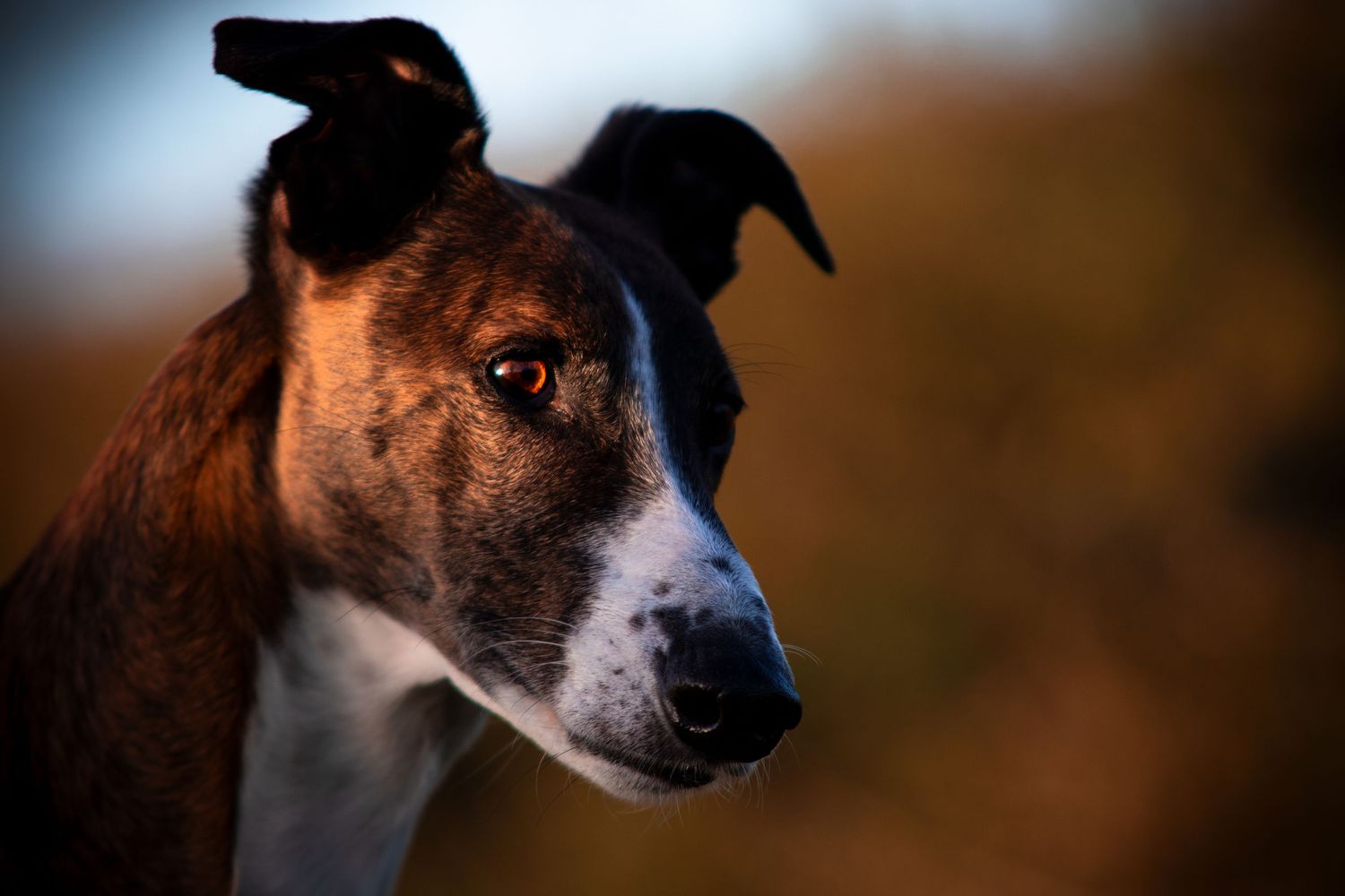 Close-up portrait of an alert whippet dog with brindle and white markings.