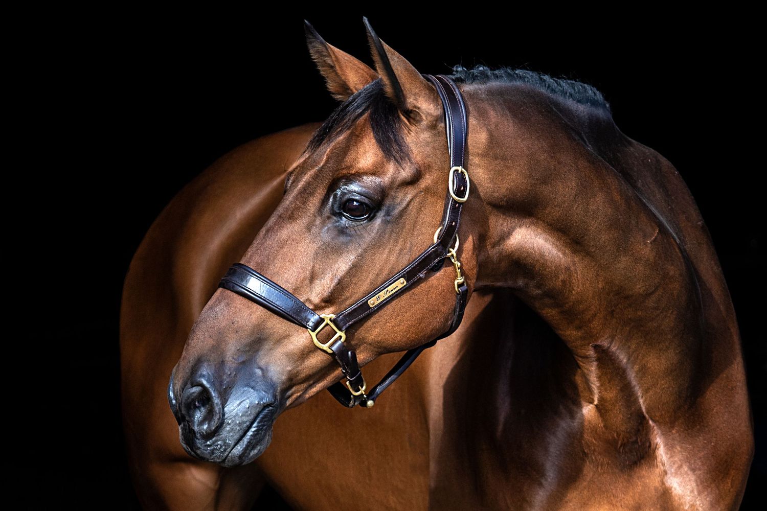 Close-up portrait of a majestic bay horse with leather halter against black background.