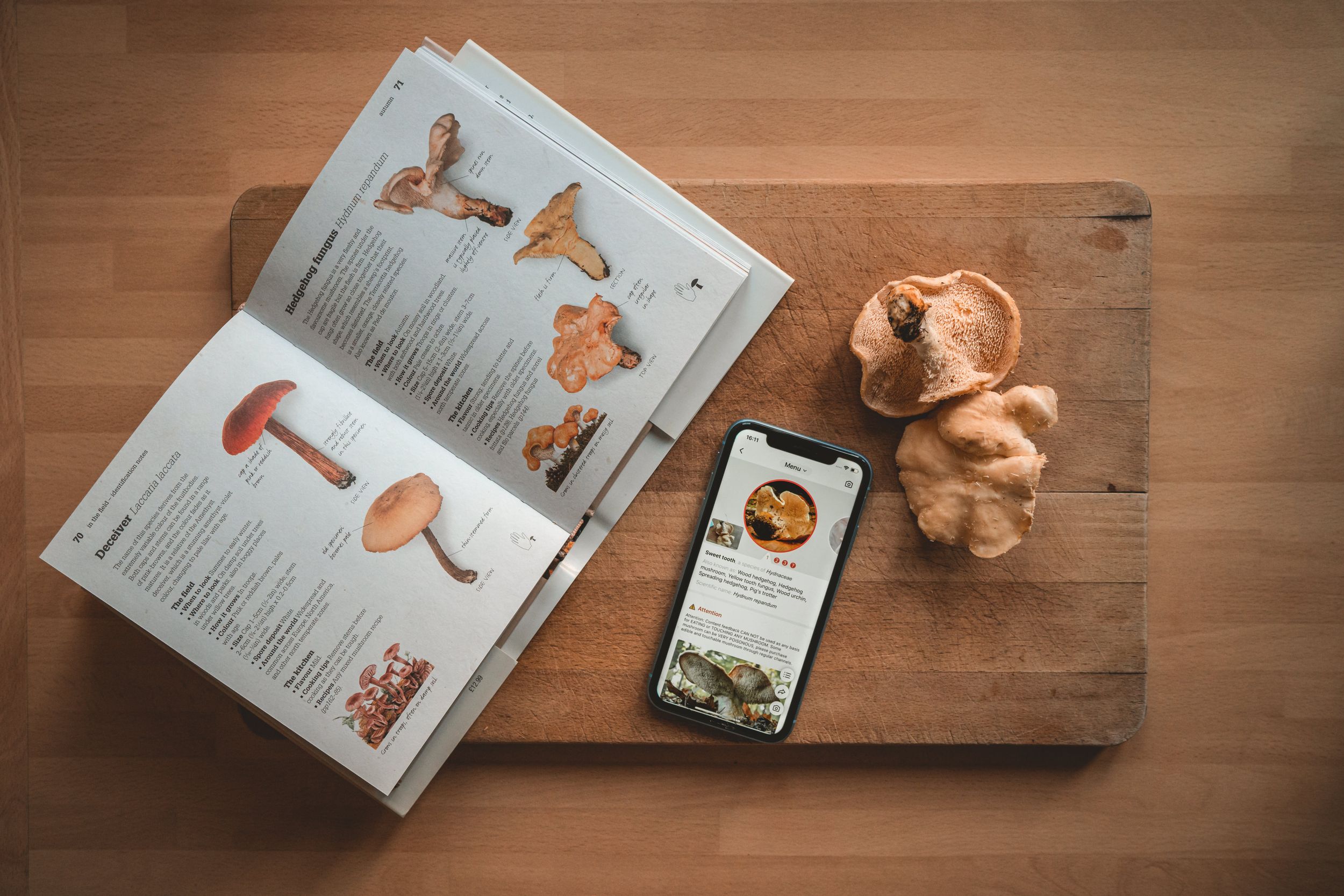 Foraging Equipment Essentials - The Grizzly Forager: The Definitive ...