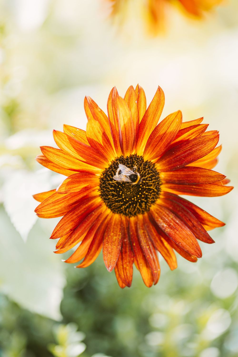 Vibrant orange sunflower with bee collecting pollen in soft focus background.