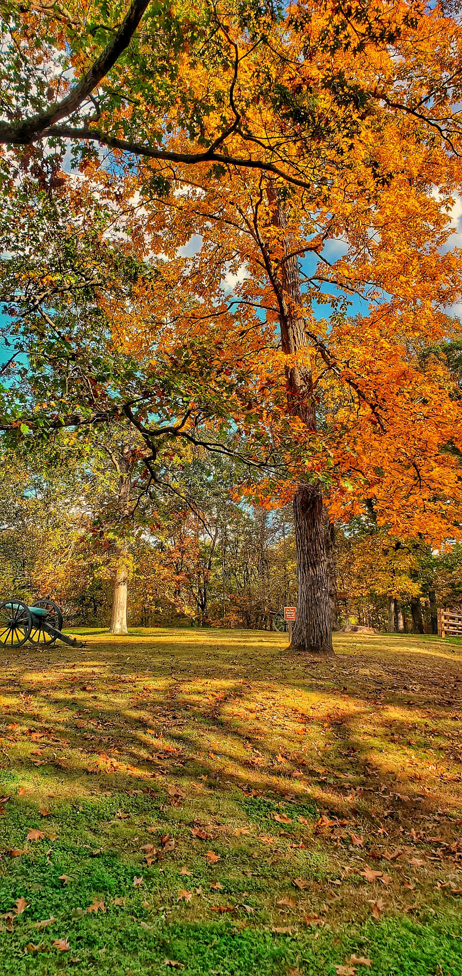 Majestic autumn tree with orange foliage in sunlit park setting.