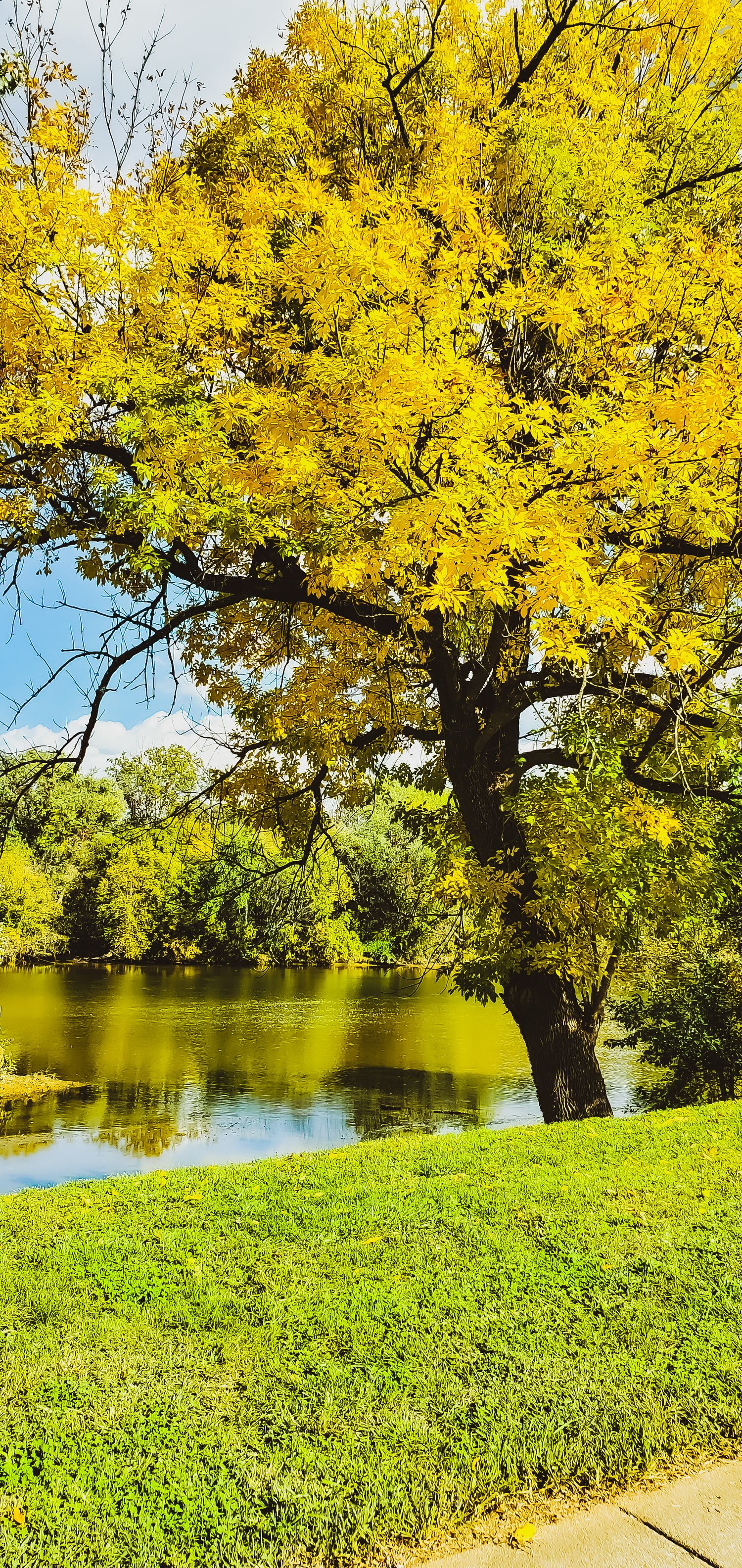 Bright yellow autumn tree reflecting in peaceful pond with green lawn in foreground.