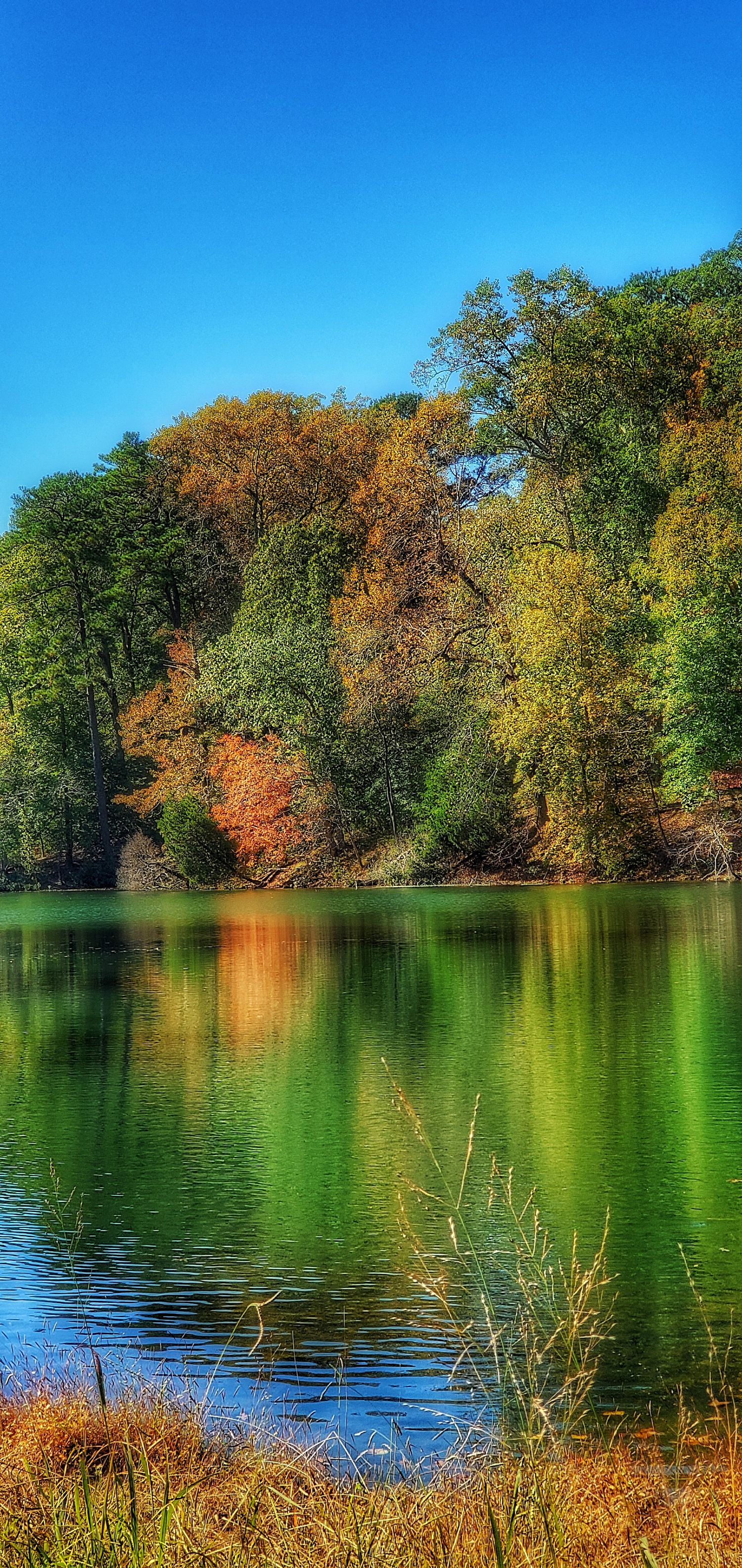 Autumn trees with golden foliage reflecting in calm lake waters under bright blue sky.
