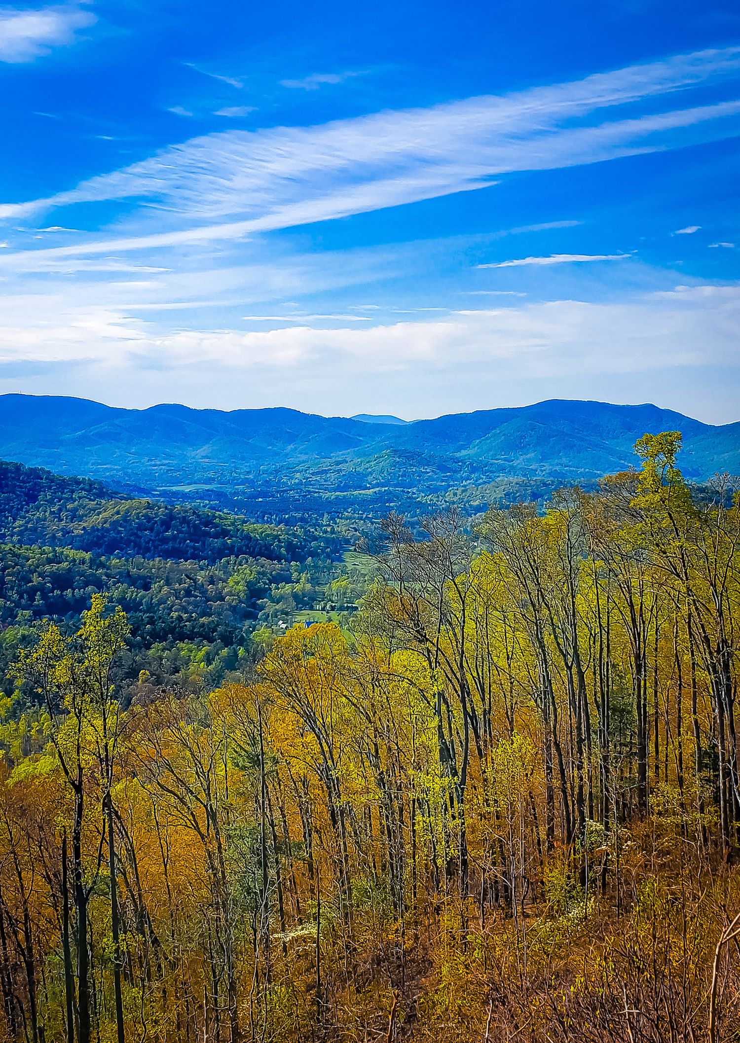 Sweeping mountain vista with yellow fall trees and blue ridges stretching to the horizon.