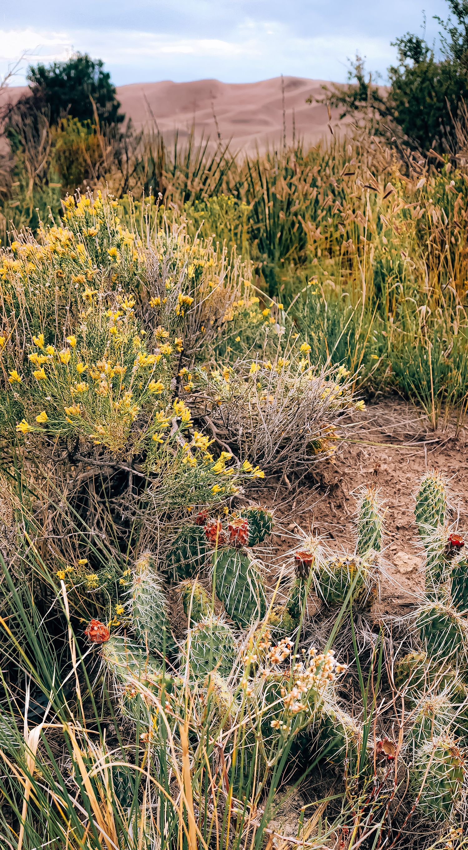 Desert wildflowers and cacti bloom among dry grasses with sand dunes in the background.