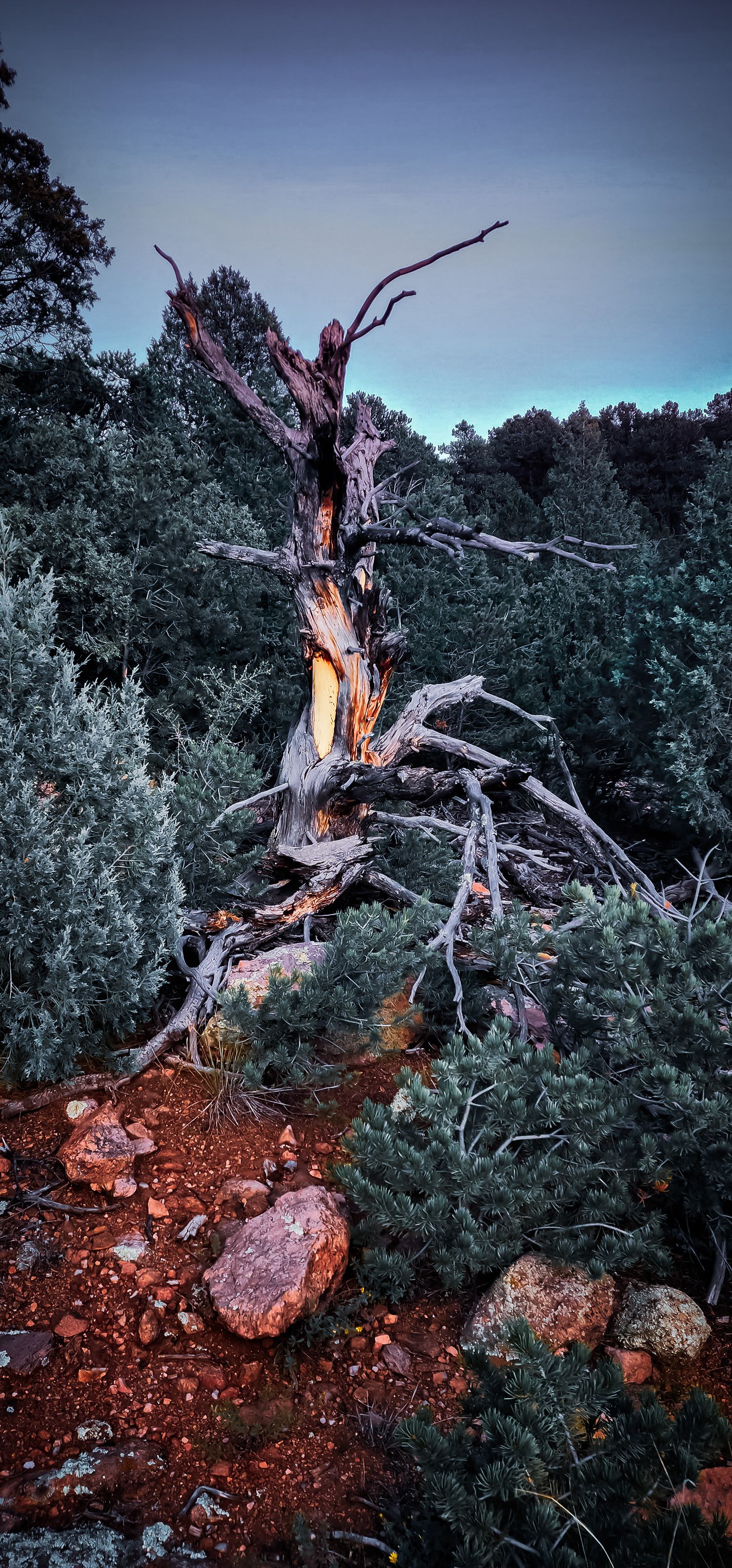 Twisted dead tree illuminated at dusk against a moody twilight sky and forest backdrop.