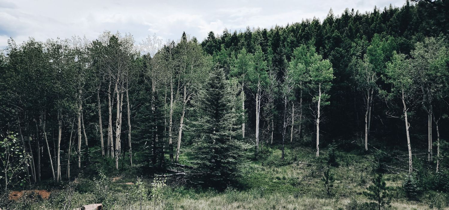 Grove of aspen and evergreen trees in a mountain forest setting.
