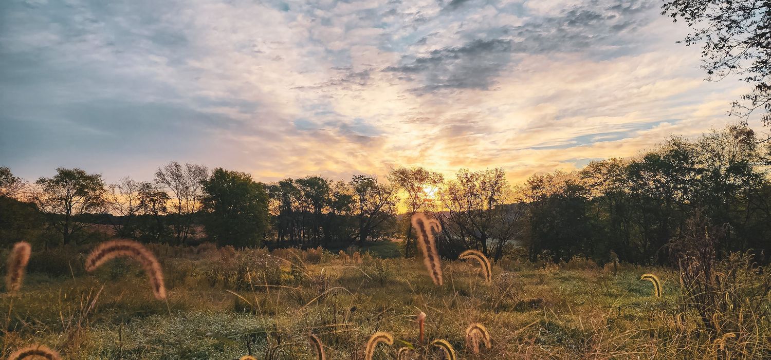 Misty rural field at sunset with tall grasses silhouetted against golden sky.