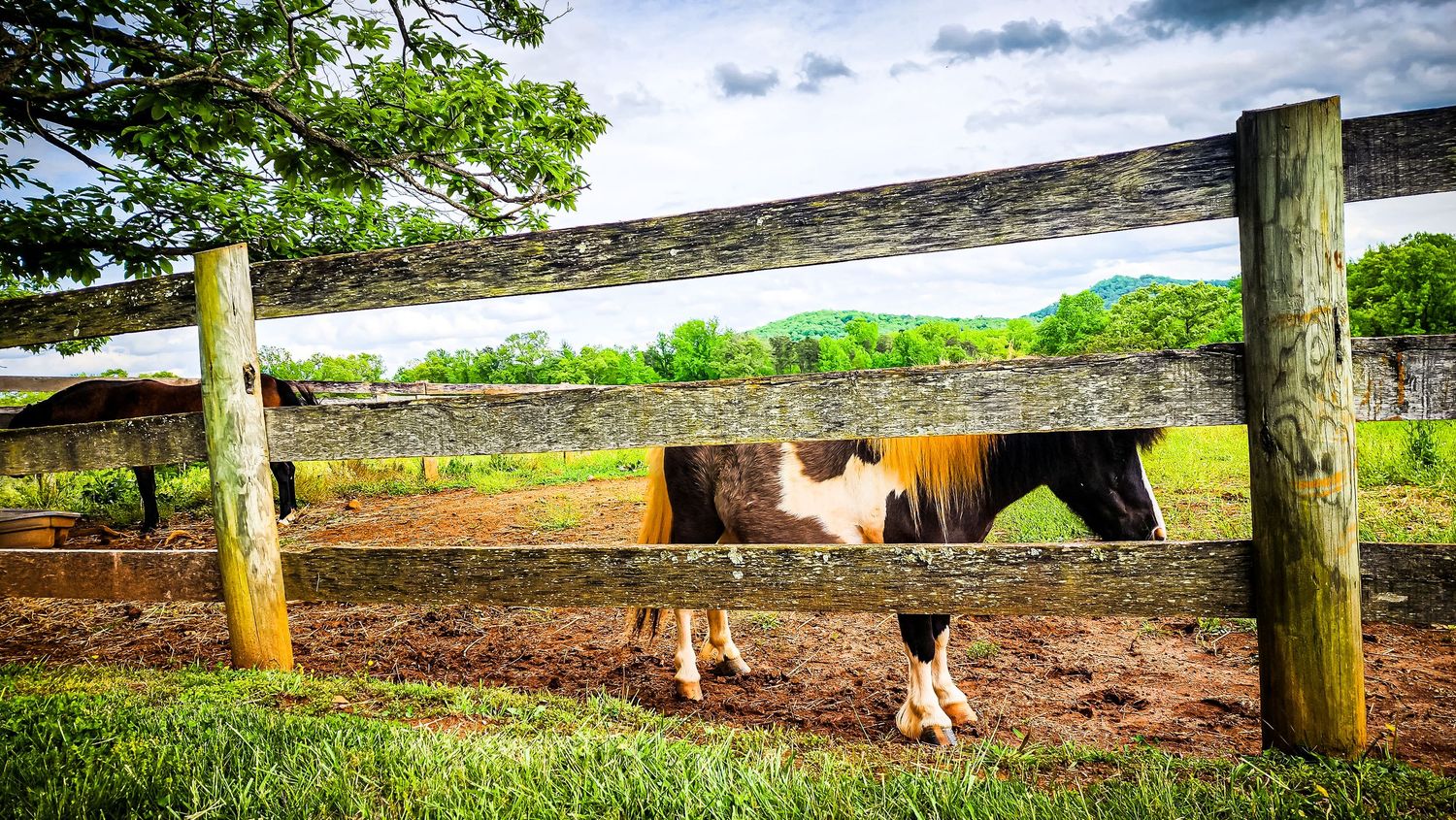 Two horses peek through a rustic wooden fence in a pastoral countryside setting.