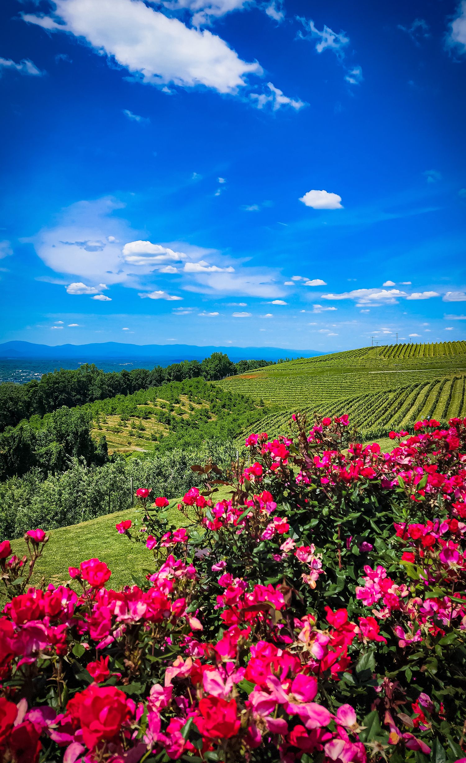 Rolling vineyard hillside with bright pink flowers and puffy white clouds in a vivid blue sky.