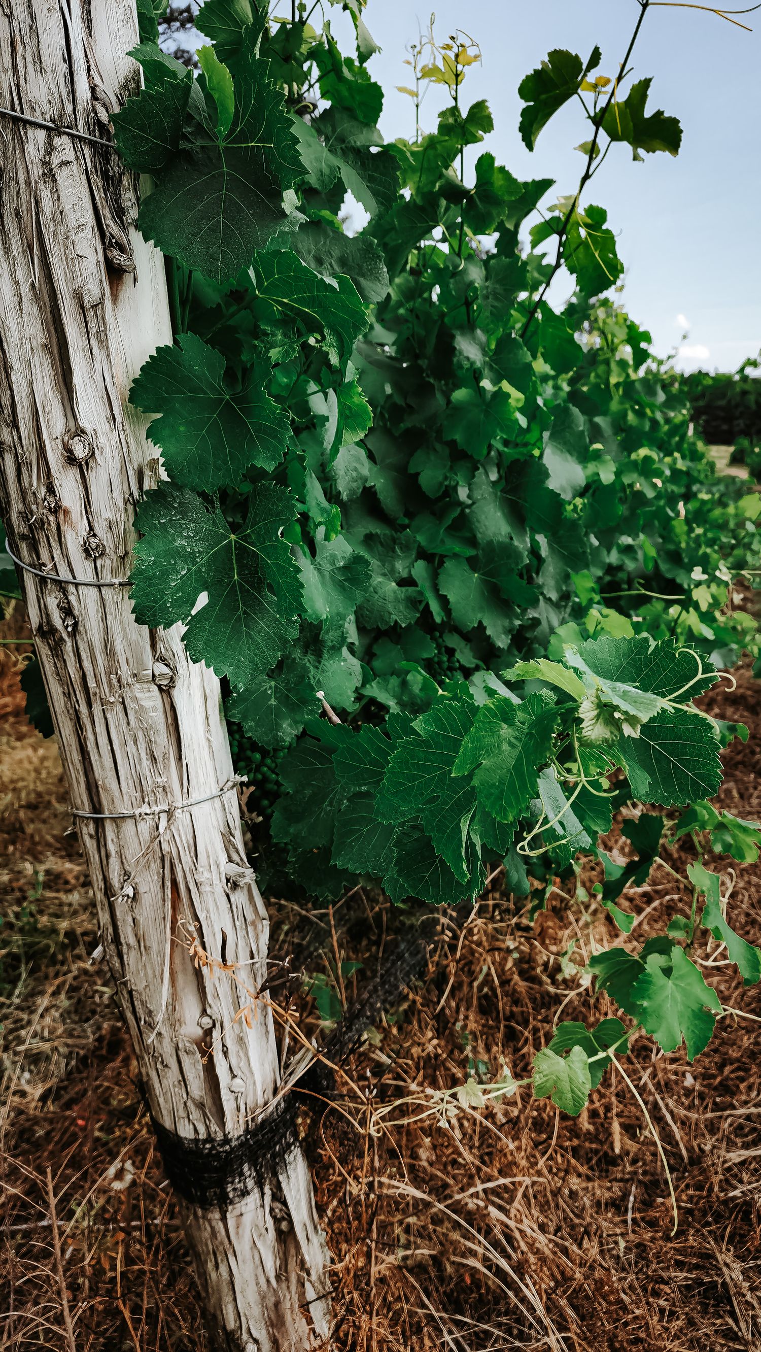 Lush green grape vines climb wooden post in vineyard during growing season.