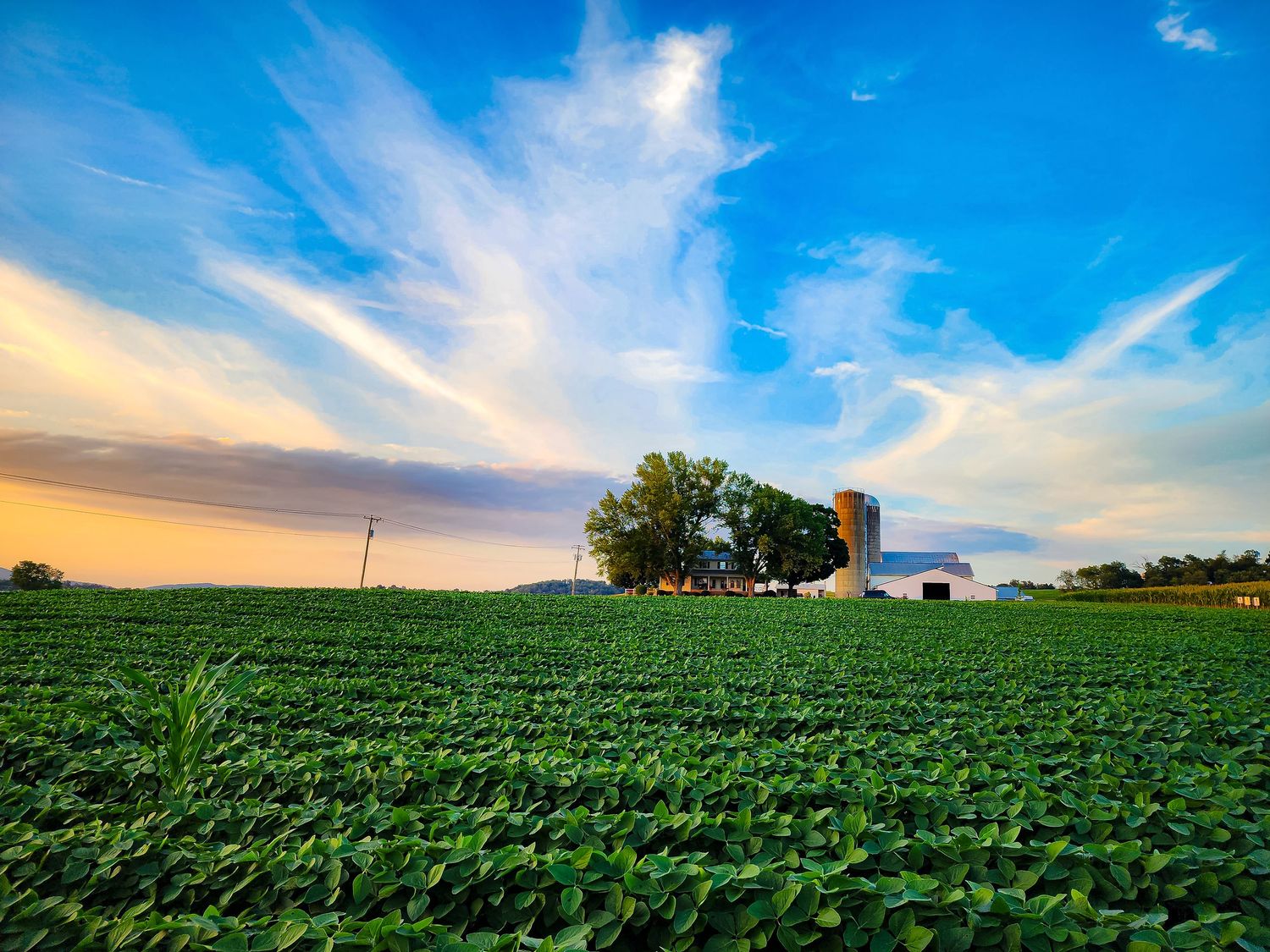 Green soybean field extends toward distant farmhouse under dramatic summer sky.