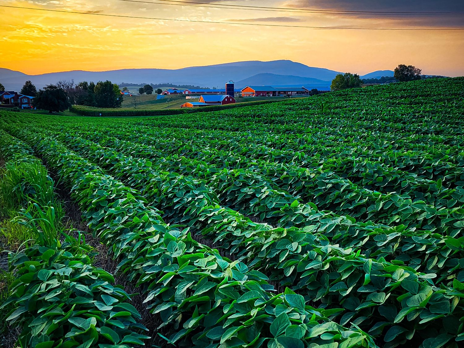 Rolling green crop fields stretch toward distant mountains under a vibrant orange sunset sky.