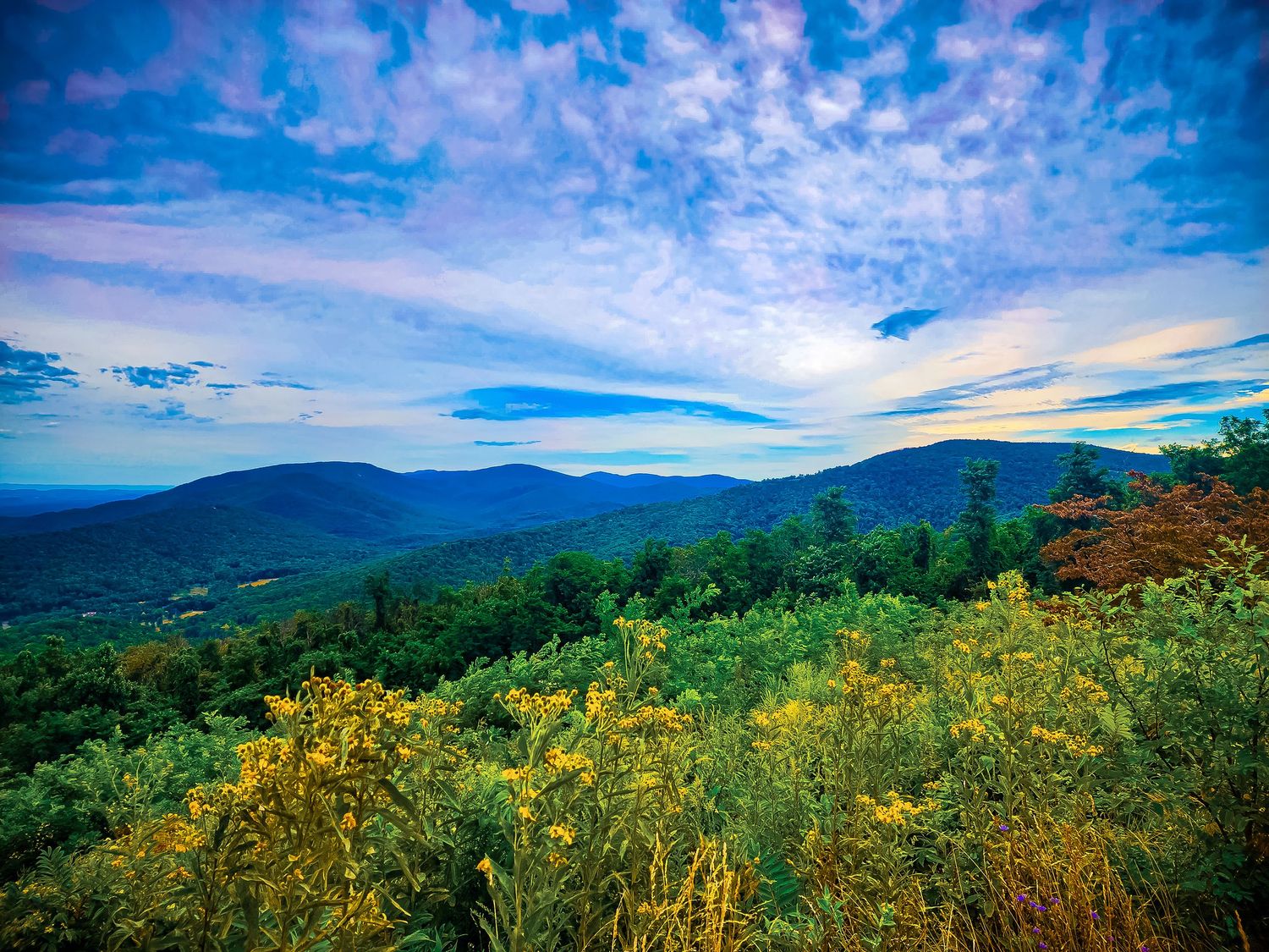 Vibrant yellow wildflowers bloom on a mountainside overlooking distant blue peaks and valleys.