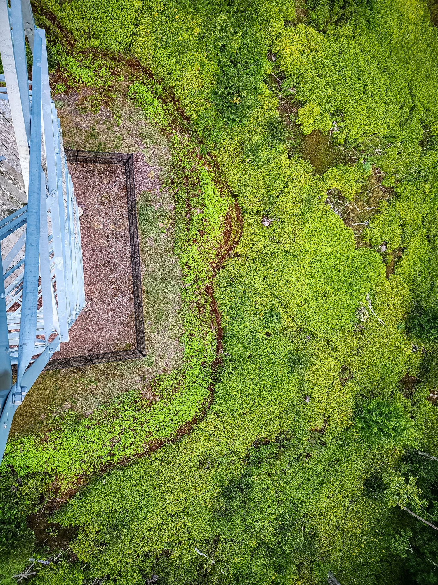 Bird's eye view of winding path through bright green moss with blue railing visible.